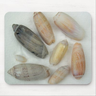 lettered olive. Lettered olive shells mousepads. A group of tropical olive shells photographed on white quot;sandquot;. Makes a nice gift for the seashell enthusiast.