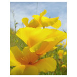 Letterhead custom One side Orange Poppy Flowers