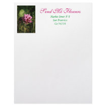 Letterhead - Wildflower by scenicpix Letterhead - Wildflower