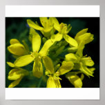lettuce flowers photo enlargement posters