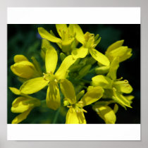 lettuce flowers photo enlargement print