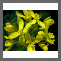 lettuce flowers photo enlargement posters