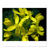 lettuce flowers posters