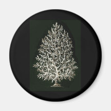 Leucosolenia Fridge Magnet