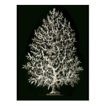 Leucosolenia Postcards