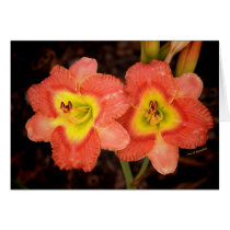 leurs oranges cards by bhbphotos leurs oranges cards