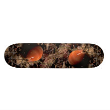 Leviathan cowrie (Cypraea leviathan) Shell Skate Board Decks