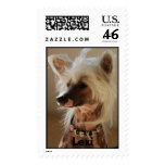 Lexi - Chinese Crested postage