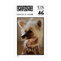 Lexi - Chinese Crested postage by shannonalbert30 Lexi - Chinese Crested postage