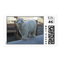 Lexus postage