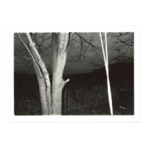 LF.Untitled.05 posters