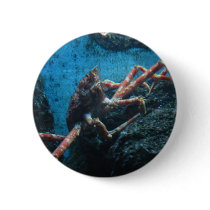 lg. saltwater crab button