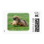 Lhasa Apso 9P30D-205 postage