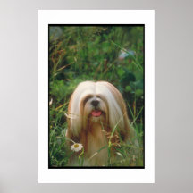 Lhasa Apso Blond Poster