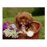 Lhasa apso flowers post cards