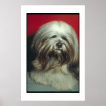 Lhasa Apso Grey Silver Poster