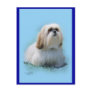Lhasa Apso Postcard