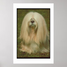Lhasa Apso Poster
