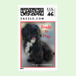 Lhasa-Apso, Shih-Tzu postage stamp-customize stamps
