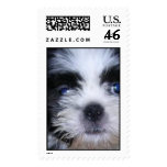 Lhasa Love postage