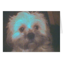 Lhasa Luv cards