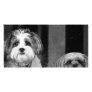 Lhaso Apso x Yorkie and a Poodle x Shitzu Customized Photo Card