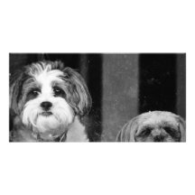 Lhaso Apso x Yorkie and a Poodle x Shitzu Customized Photo Card