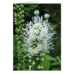 Liatris 164 ~ card