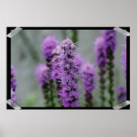 Liatris Flower Poster