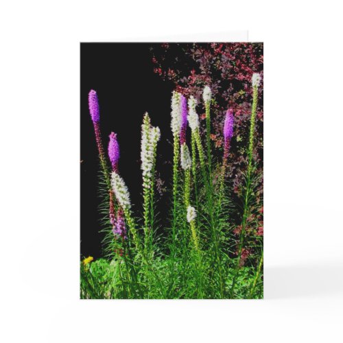 liatris notecard card