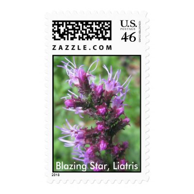 Liatris Postage by naturegirl7