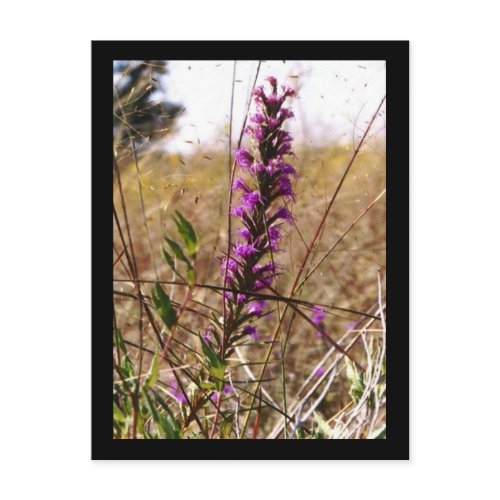 Liatris postcard