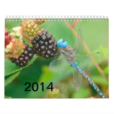 Libélula azul que come el calendario de las frambu Libélula azul que come el calendario de las frambu