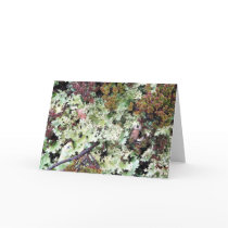 Lichen, Ainsworth Bay, Tierra del Fuego, Chile cards