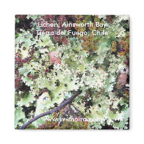 Lichen, Ainsworth Bay, Tierra del Fuego, Chile magnets by lshickzazzle Lichen, Ainsworth Bay, Tierra del Fuego, Chile magnets