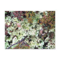 Lichen, Ainsworth Bay, Tierra del Fuego, Chile postcards