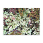 Lichen, Ainsworth Bay, Tierra del Fuego, Chile Postcards