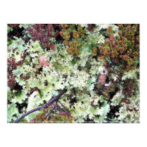 Lichen, Ainsworth Bay, Tierra del Fuego, Chile posters