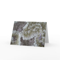Lichen cards
