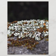 Lichen growing on rock personalized flyer