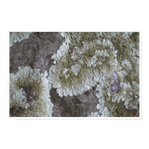Lichen posters by suebee Lichen posters