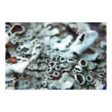 Lichen posters by Bugmaster Lichen posters