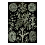Lichens Cards
