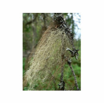 Lichens photo sculptures by lifesphere Lichens photo sculptures