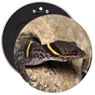 Lichtenfelder's gecko