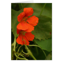 Liefdesvlam Greeting Card