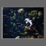Life Aquatic postcards