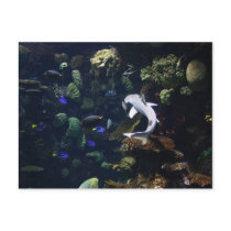 Life Aquatic Post Card