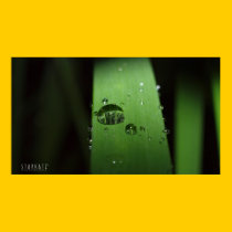 LIFE BEGINS posters