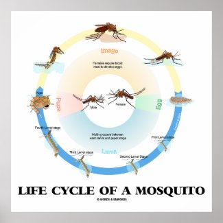 Life Cycle Of A Mosquito Biology Larva Pupa Imago Posters